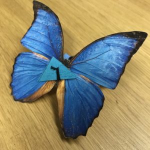 幸せの青い蝶